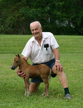 miniature horse humandog mini horse 270x350